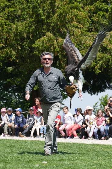 águilas en alsacia, visita y turismo