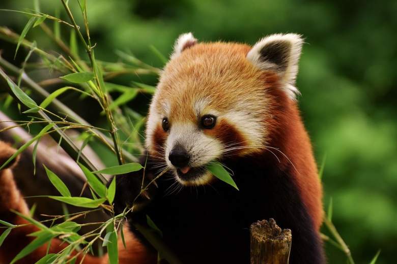 A stay with animals at Mulhouse Zoo