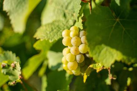 vigne d'alsace à riquewihr