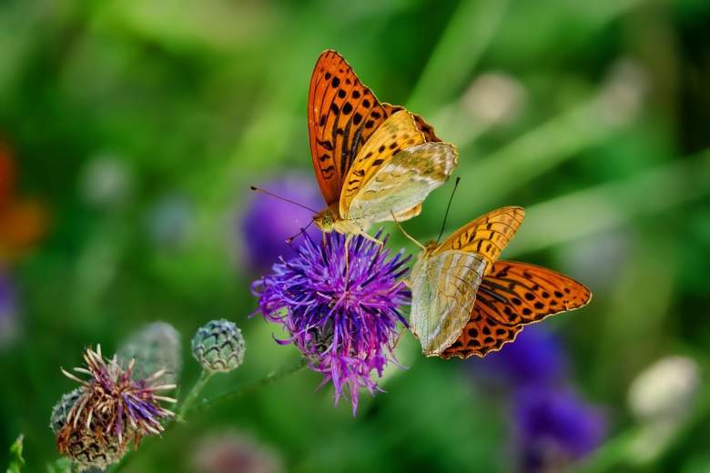 Family stay at the Jardin des Papillons