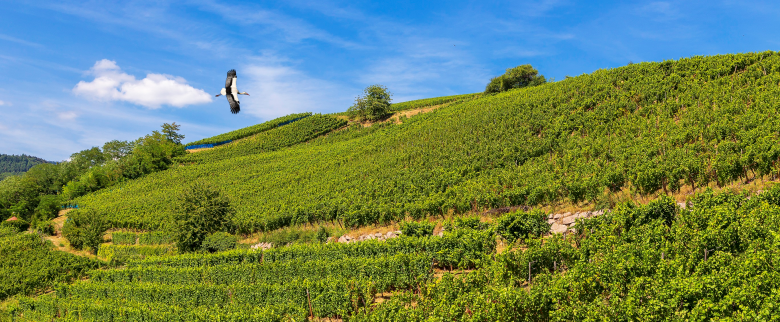 Vignes à riquewhir en alsace