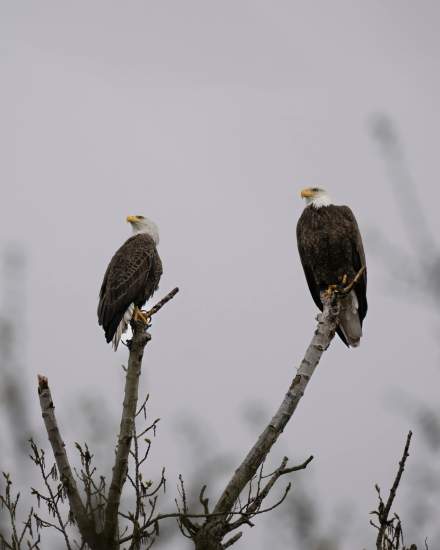 águilas en alsacia, visita y turismo