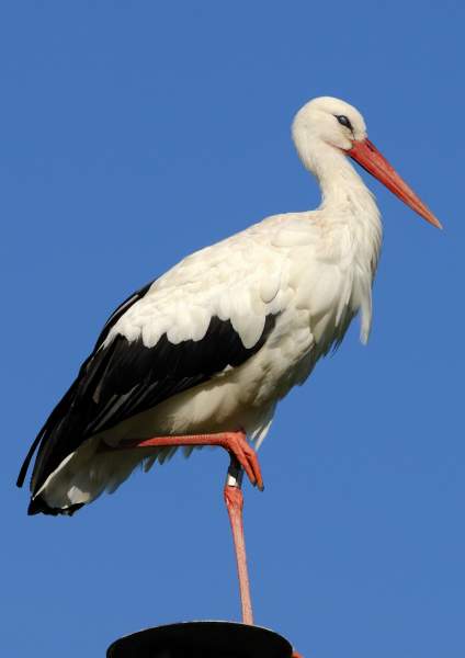 cigogne alsace  Hotel Best Western Schoenenbourg Alsace