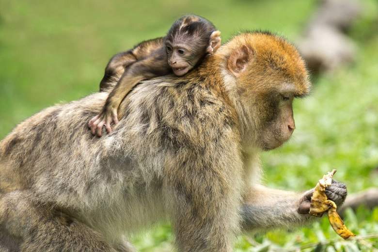 Montagne des singes