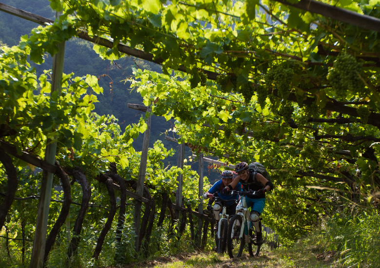 Aufenthalt mit dem Fahrrad im Herzen der elsässischen Weinberge
